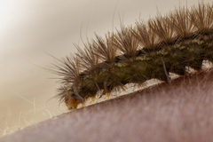 Spilosoma lutea