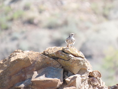 Salpinctes obsoletus obsoletus