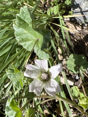 Malva neglecta