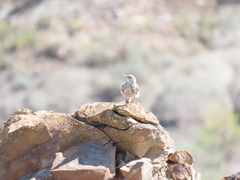 Salpinctes obsoletus obsoletus