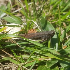 Psophus stridulus