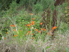 Crocosmia × crocosmiiflora