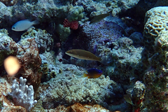 Stethojulis strigiventer