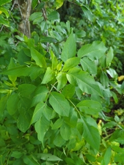 Bidens alba