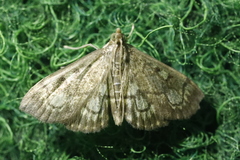 Anania stachydalis