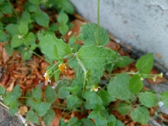 Galinsoga quadriradiata