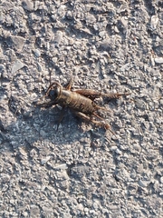 Gryllus campestris