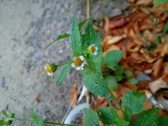 Galinsoga quadriradiata
