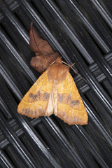 Atethmia centrago