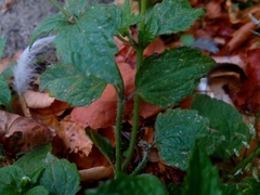 Galinsoga quadriradiata