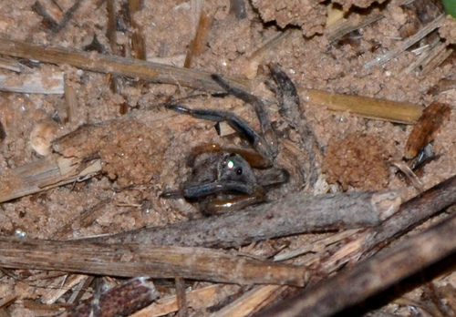 Missouri Burrowing Wolf Spider photo 3