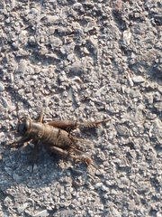 Gryllus campestris