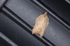 Acleris emargana