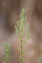 Artemisia campestris
