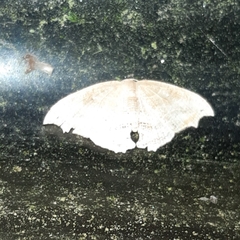 Coelurotricha curvilinea