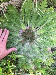 Cirsium scariosum congdonii
