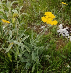 Achillea clypeolata