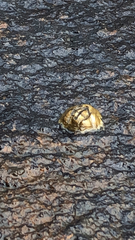 Semibalanus balanoides