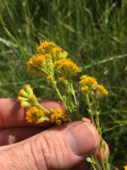 Solidago multiradiata