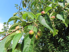 Malus sylvestris