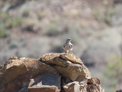 Salpinctes obsoletus obsoletus