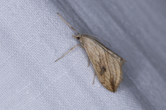 Evergestis forficalis