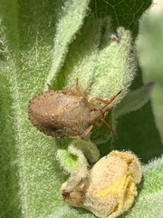 Carpocorini
