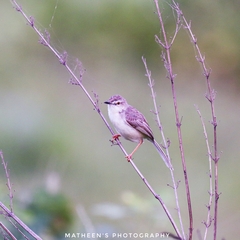 Prinia inornata