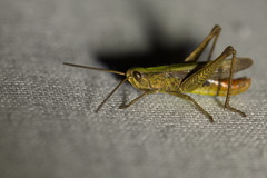 Chorthippus dorsatus