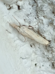 Agriphila inquinatella