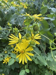 Silphium perfoliatum