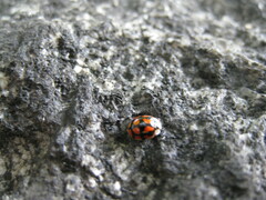 Adalia decempunctata