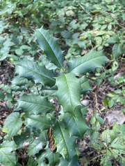 Ilex opaca