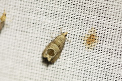 Notocelia uddmanniana