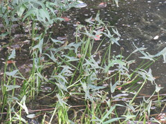 Sagittaria sagittifolia