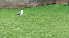 Larus fuscus