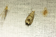 Notocelia uddmanniana