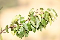 Pyrus