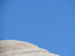 Hirundo rustica erythrogaster