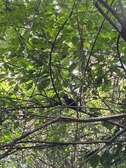 Momotus aequatorialis