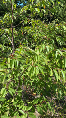 Prunus pensylvanica