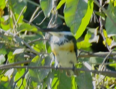 Chloroceryle americana