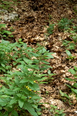 Scrophularia scopolii