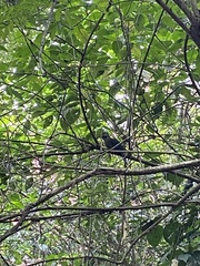 Momotus aequatorialis