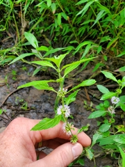 Mentha canadensis