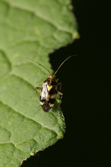 Liocoris tripustulatus