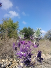 Eryngium leavenworthii