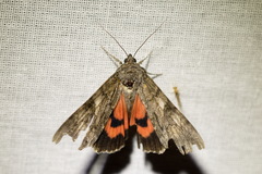 Catocala nupta