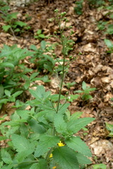 Scrophularia scopolii