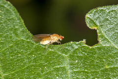 Lauxaniidae